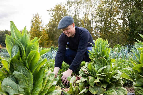 ISS ja Green City Farm tuovat lähiruoan suoraan pellolta lounaslinjastolle