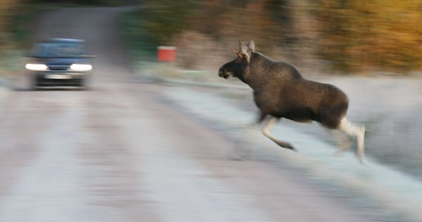 Syksy tuo liikenteeseen hirvet ja hämärän