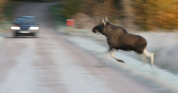 Syksy saapui – liikenteessä hirviä ja hämärää