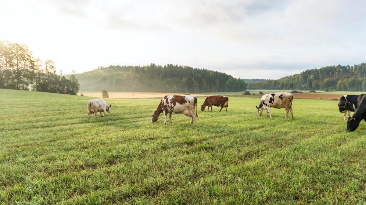 Vastuullisten annosten raaka-aineet poimitaan paikallisilta pelloilta