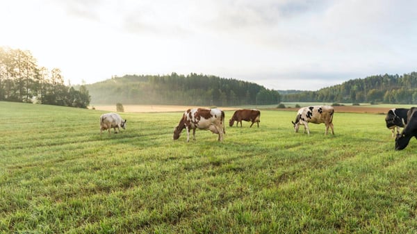 Vastuullisten annosten raaka-aineet poimitaan paikallisilta pelloilta